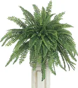 Boston Fern
