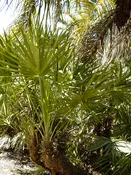 XL Green Saw Palmetto Palm (serenoa repens)