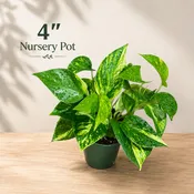 Golden Pothos Live Plant - Epipremnum Aureum - Low Light Indoor Plant - Desk  Shelf Hanging Basket Plant - Air Purifier Plant