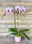 AN ORCHID