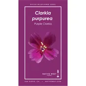 Clarkia purpurea (Purple Clarkia) Seeds — Native West Nursery - California Native Plants