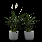 Double Peace Lily plants