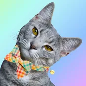 Made by Cleo Golden Hour Bow Tie Cat Collar