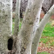 American Sycamore