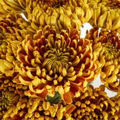 Crimson Spice Chrysanthemum Bahlia Flower