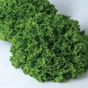Cielo Verde