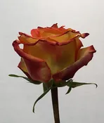 Bi-Color Orange Rose – Confetti