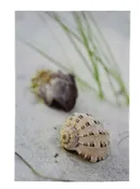 11.75″ Seashell Nautilus Stretched Canvas Print – Hanging Wall Decor