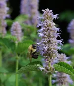 Agastache foeniculum