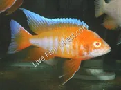 Albino Eureka Red