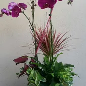Phalaenopsis orchid plant 7