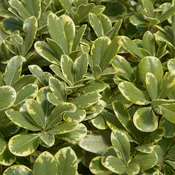 Southern Living Mojo Pittosporum #3 Gallon