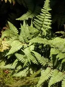 Athyrium- Lady Fern 1 gallon