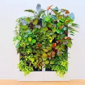 33 Pocket Wall-Mounted Living Wall System