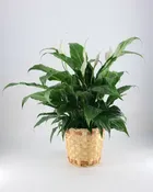 PEACE LILY -