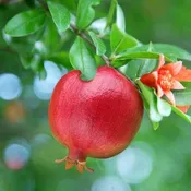 A.C. Sweet Pomegranate Tree