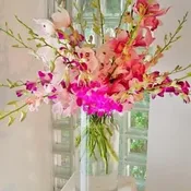 Orchid Extravaganza