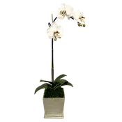 [MSP-C-ORGR2] Resin Mini Square Container Champagne Leaf - Artificial Orchid White & Green
