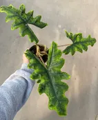Alocasia, Jacklyn