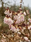 Abeliophyllum distichum, White Forsythia