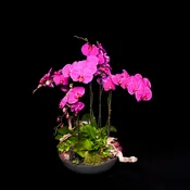 Pink Natural Elegance