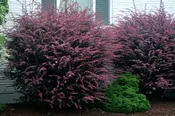 BARBERRY ROSY GLOW (3 Gallon) berberis thunbergii ‘Rosy Glow’