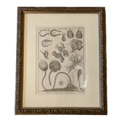 18th Century Framed Shell Engraving