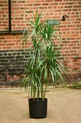'Dragon Tree' Dracaena marginata
