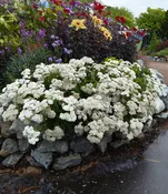 Achillea millefolium - Sonoma Coast