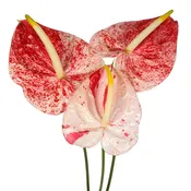 Anthurium Candy Cane Tropical Flower