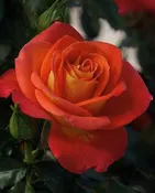 Burst of Joy™ — Weeks Roses
