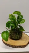 Pothos Kokedama
