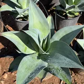Agave attenuata ‘Boutin Blue’ x titanota ‘True Beauty’