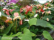 Giant Anthurium