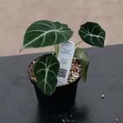 Alocasia reginula "Black Velvet"