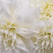 Bridal White Dinner Plate Dahlia Flower
