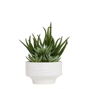Aloe Mix