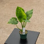 Alocasia odora aurea variegated