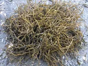 Wormweed (Ascophyllum) | Fresh Seaweed for Tanks & Worm Packing | Gulf Of Maine, Inc.