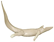 ALG-141 ALLIGATOR