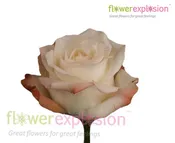 Alex Orange and Cream Rose