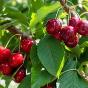 10 Gal Fruit Tree Cherry