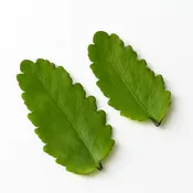 Air Leaves [Bryophyllum pinnatum]