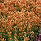 Agastache Poquito Series 'Orange' - [EG]