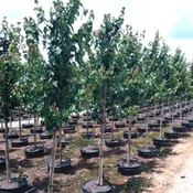 Acer Rubrum ‘Franksred’