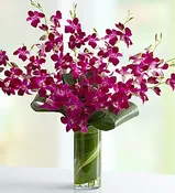 Orchid Embrace™