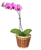 POTTED ORCHID PLANT