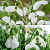 3 Months of Giant Snowdrops Collection