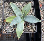 Agave parryi IB 1194