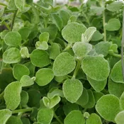 Silver Licorice Vine